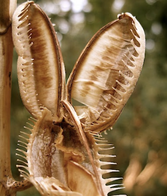 ลิลี่หิมาลายัน ดอกใหญ่ (Giant Himalayan Lily) / 10 เม็ด (Portugal) *