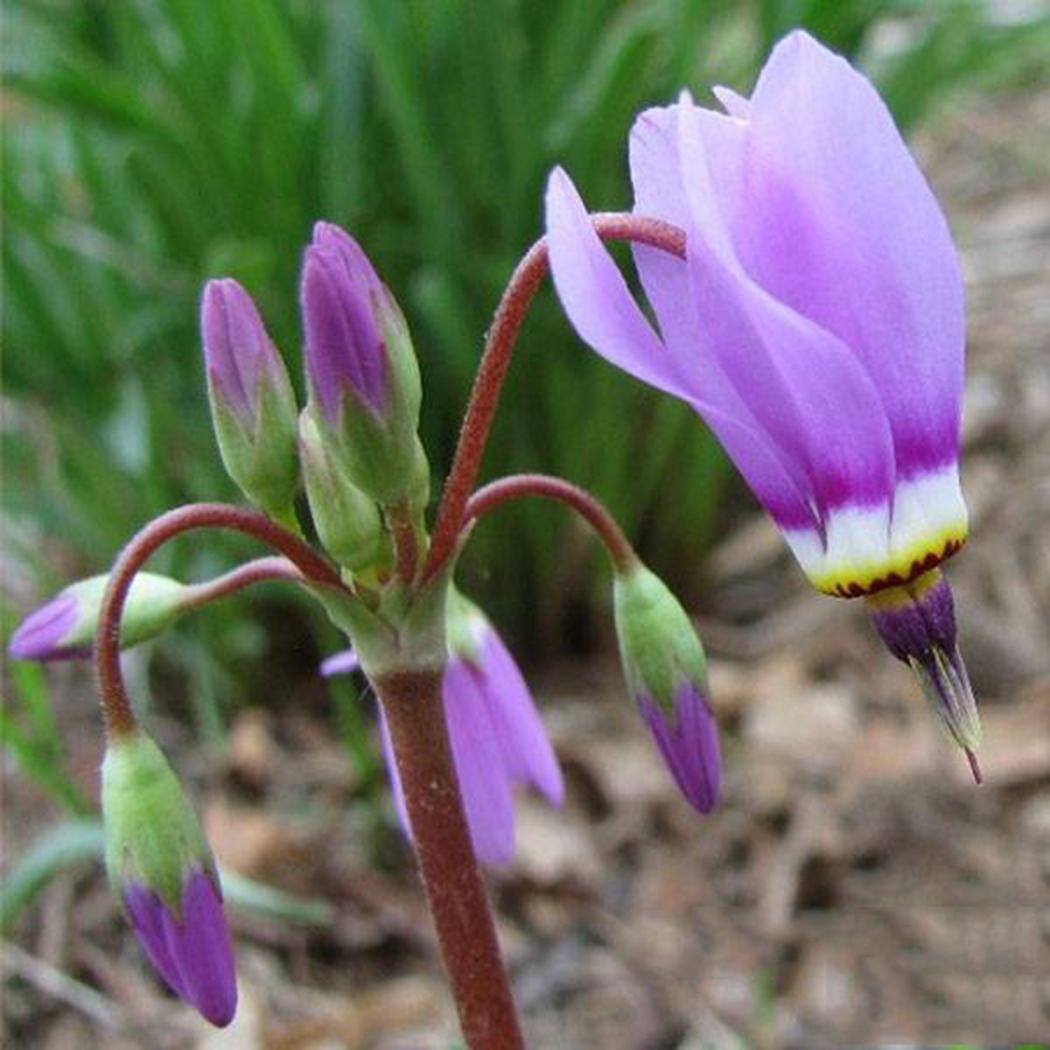Shooting Star Flower สีม่วง / 25 เม็ด (นอก)