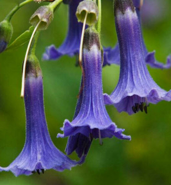 ลำโพงม่วง (Datura stramonium) / 300 เม็ด