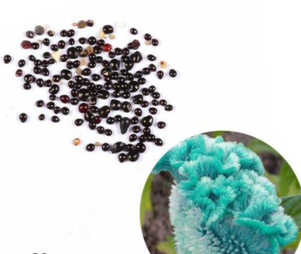 หงอนไก่ สีฟ้า (Blue Cockscomb) / 50 เม็ด (นอก)