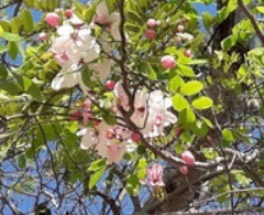 ชัยพฤกษ์ (Java cassia) / 25 เม็ด (P2S)