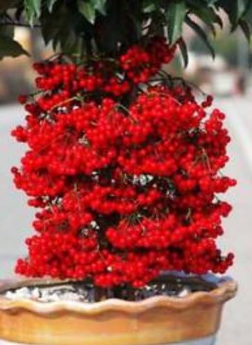 จ้าเครือ หรือตับปลา (Ardisia Crenata) / ซอง 10 เม็ด (A148)