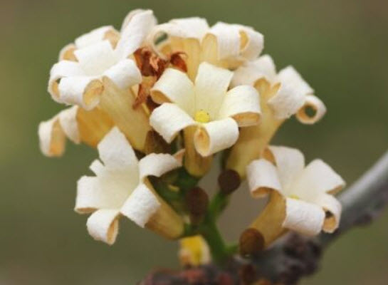 ต้นขวดใบใหญ่ (Broad Leaved Bottle Tree) / 5 เม็ด (Australia)