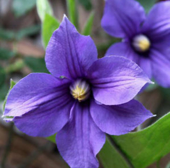 เคล็มแมททิส (Clematis) สีน้ำเงิน / 100 เม็ด