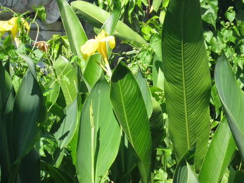 พุทธรักษา (Canna) สีเหลือง / 10 เม็ด (ไทย)