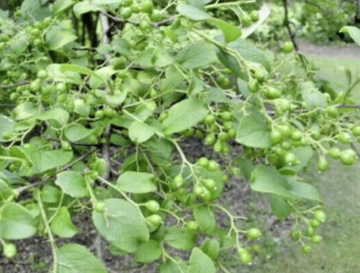 แซฟไฟร์เบอรี่ (Sapphire berry) / 10 เม็ด (USA)*