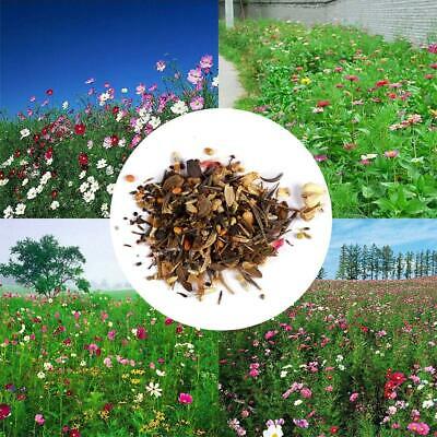 ดอกไม้ป่า (wildflowers) คละ / 100 เม็ด (นอก)