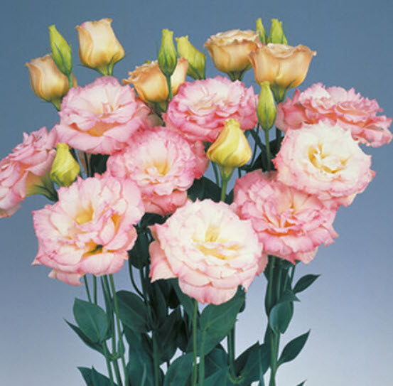 ไลซิแอนธัส (Lisianthus - Pink Champagne) / 150 เม็ด