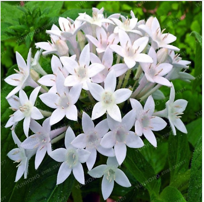 เข็มอินเดีย (Starflower) คละสี / 20 เม็ด (China)