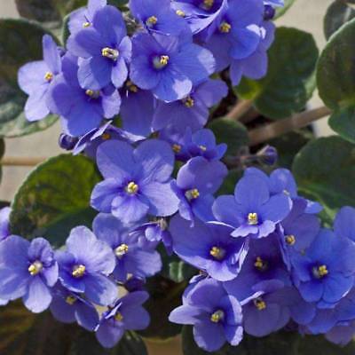 แอฟริกันไวโอเล็ต (African violet) สีม่วง / 50 เม็ด (China)