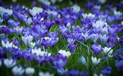 หญ้าฝรั่น (Saffron / Crocus) คละ / 50 เม็ด (Russia)