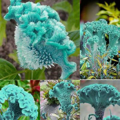 หงอนไก่ สีฟ้า (Blue Cockscomb) / 50 เม็ด (นอก)