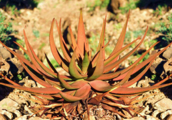 ว่านหางจระเข้ (Gariep River Aloe) สีส้ม / 10 เม็ด (Portugal)*