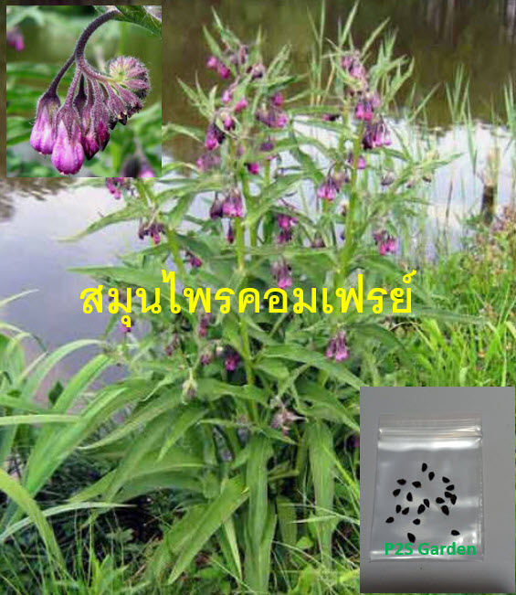True Comfrey / Common Comfrey พันธุ์ใบเรียวยาว / 20 เม็ด (USA)