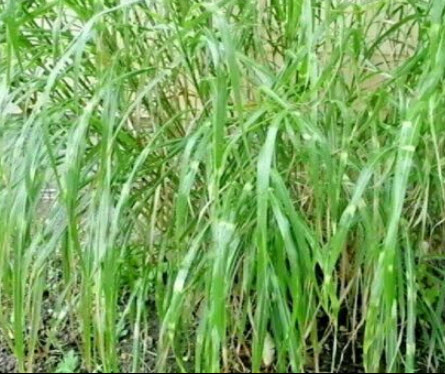 หญ้ามิสแคนทัสใบด่าง (M.sinensis - Zebrinus) หรือหญ้าม้าลาย / 25 เม็ด (USA)