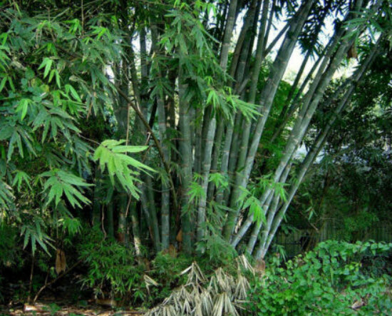 ไผ่ซาง (Male Bamboo / Dendrocalamus strictus) / 100 เม็ด (Portugal)