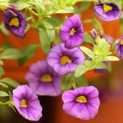 คาลิบราโคว์ - คาบลูม (Calibrachoa - Kabloom) คละ / 100 เม็ด