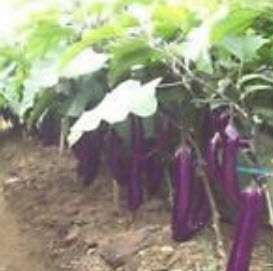 มะเขือยาวม่วง / 700 เม็ด (นอก)