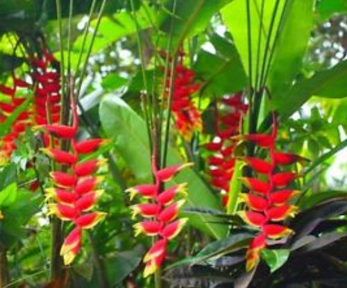 เฮลิโคเนีย โรสตราต้า (Heliconia Rostrata) สีแดง ขอบเหลือง-เขียว / 5 เม็ด (Israel)