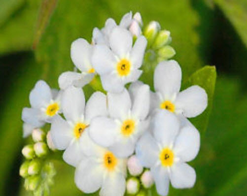 อัลไพน์ ฟอร์เก็ต-มีน็อท (Alpine Forget-me-not) สีขาว / 1,000 เม็ด (UK)