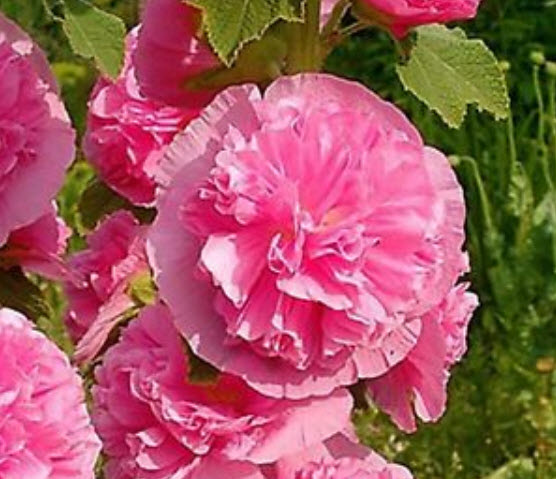 ฮอลลี่ฮ็อคชมพู (Pink Hollyhock) / 50 เม็ด (Ukraine)