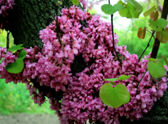 จูดาส หรือ ยูดาส (Judas Tree) / 25 เม็ด (Malta)