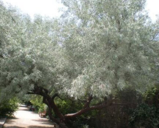 ซิลเวอร์ เบอรี่ หรือมะกอกรัสเซีย (Russian Olive / Silver berry) / 5 เม็ด (Spain)