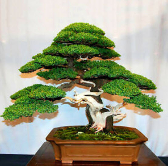 สนขาวญี่ปุ่น (Japanese White Pine) / 20 เม็ด