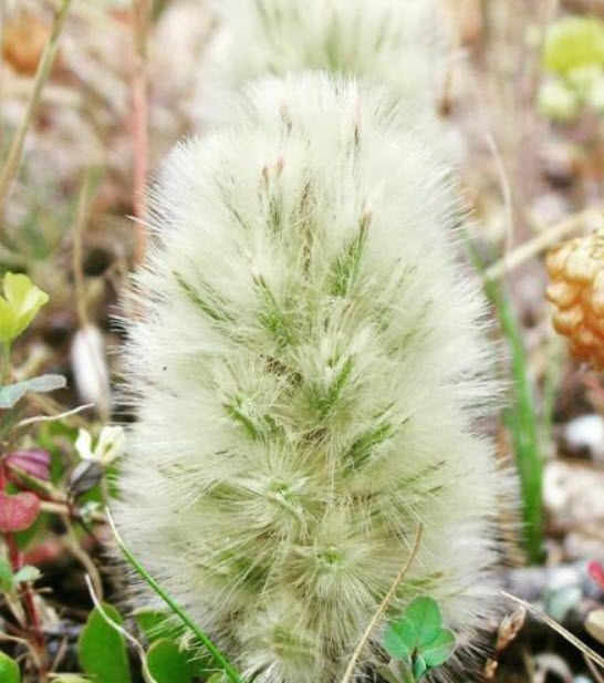 หางลูกแมว หรือพุสซี่ เทล (Pussy Tails) / 5 เม็ด (Australia)