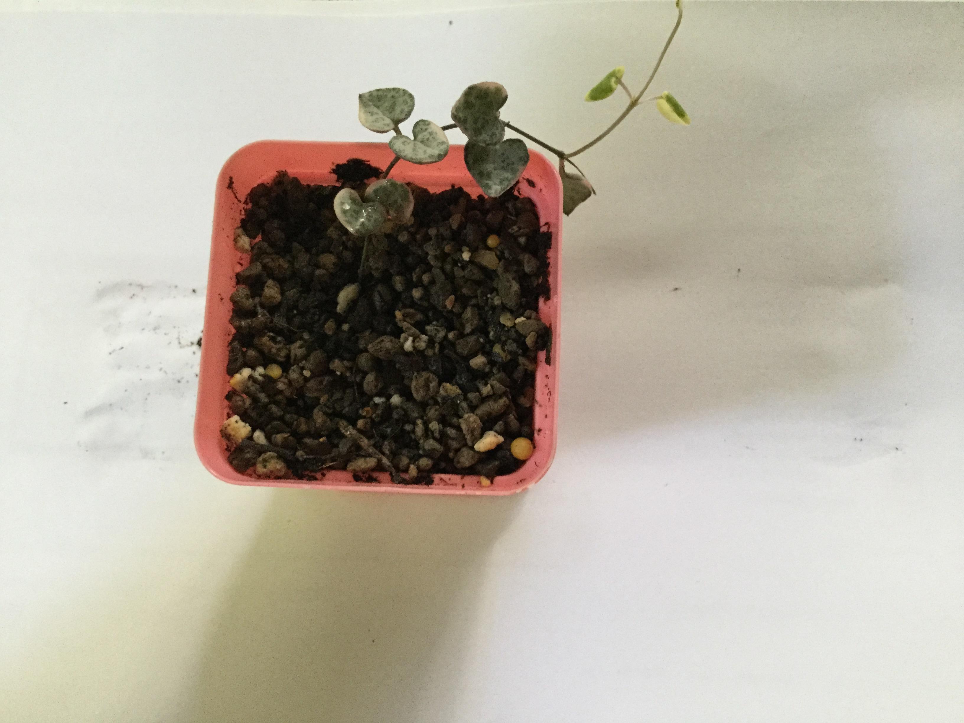 ต้นสายป่านดวงใจ (Chain of Heart) ใบด่างชมพู / ต้น