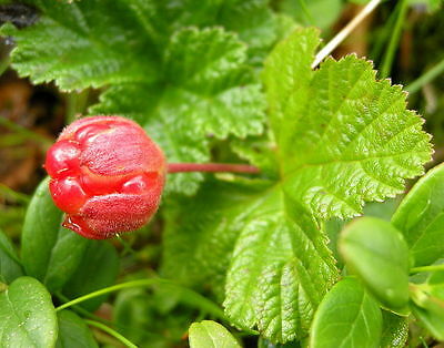 คลาวด์เบอรี่ (Cloudberry) / 20 เม็ด (นอก)