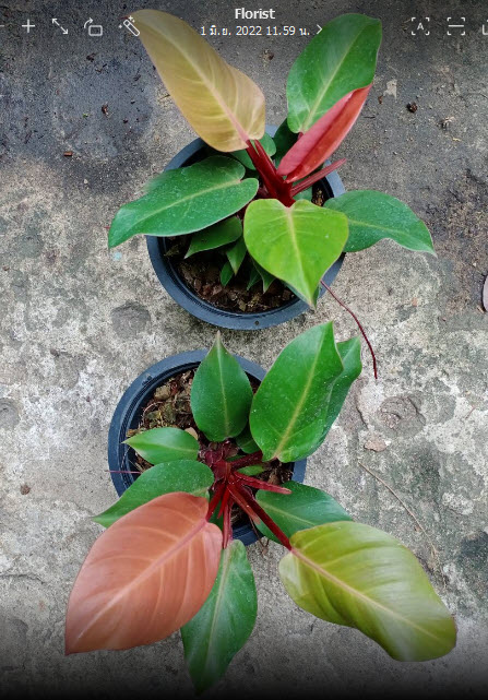 ต้นฟิโล กุมารแดงเรียกทรัพย์ / เชอรี่ เรด / เรด คองโก กระถาง 6 นิ้ว