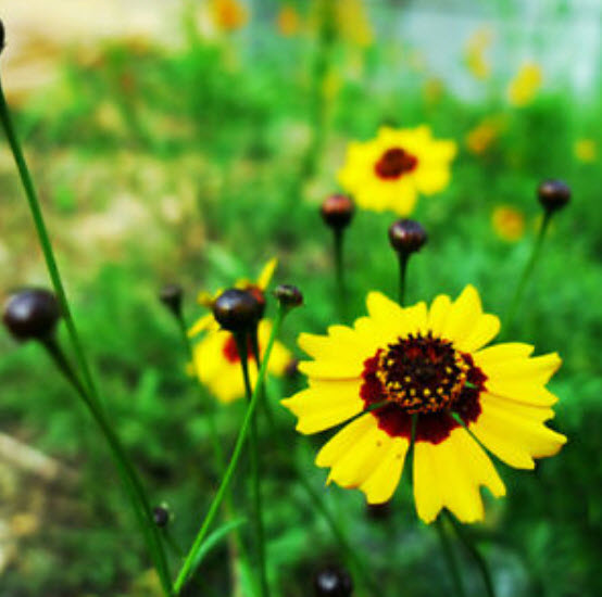 ดอกไม้ไหว (Coreopsis Drummondii) ดอกซ้อน / ซอง 50 เม็ด (A096)