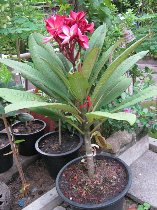 ต้นลีลาวดี แดงสยาม กระถาง 15 นิ้ว สูง 80-100 ซ.ม. / ต้น