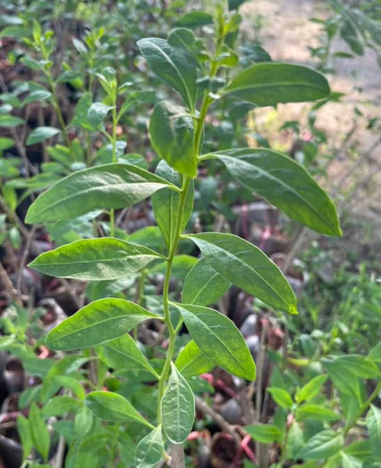 ต้น โกจิเบอรี่ เก๋ากี้ พันธุ์ใบยาว อายุต้น 2 ปี สูง 30-60 ซ.ม ลูกใหญ่ ต้นไม้นำเข้า