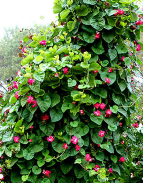 มอร์นิ่ง กลอรี่ (Morning Glory) หรือผักบุ้งฝรั่ง คละสี / ซอง 40 เม็ด