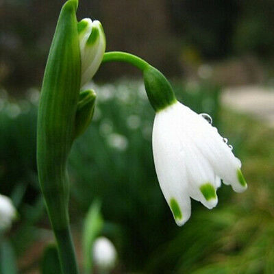 หยาดหิมะ หรือกาแลนธัส (Snowdrop / Galanthus) / 200 เม็ด