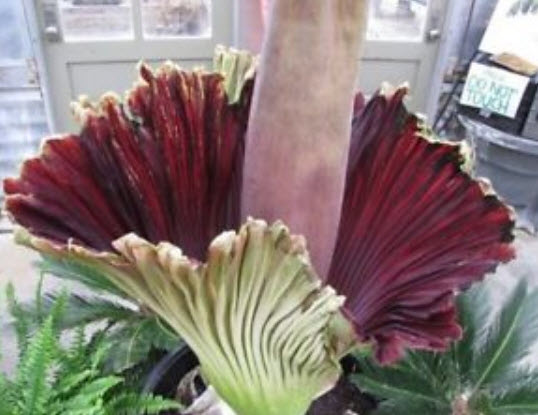 บุกยักษ์ หรือต้นซากศพ (Corpse flower) คละ / 40 เม็ด (Malaysia) หายาก
