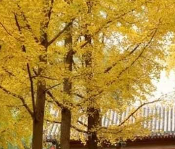 ต้น แปะก๊วย Ginkgo อายุต้น 3 ปี+ สูง 80-100 ซ.ม. ต้นสูง ไม่ต้องรอนาน