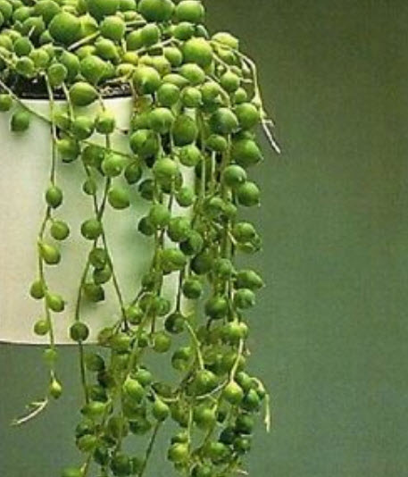 เพิร์ล คลอโรไฟทัม (Pearl Chlorophytum) สีเขียวเข้ม / 100 เม็ด