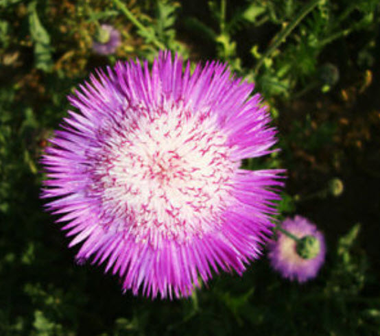 คอร์นฟลาวเวอร์ (Cornflower / Centaurea) สีชมพู / ซอง 40 เม็ด (A081)