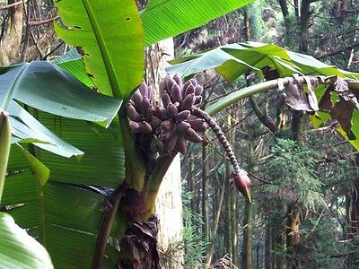 กล้วย เบอมีส บลู (Burmese Blue) / 5 เม็ด (France)