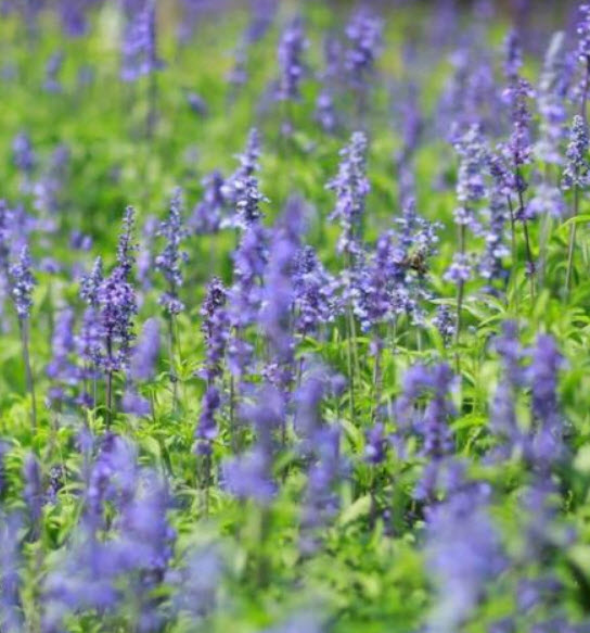 สไปค์ สปีดเวลล์ (Spike Speedwell) / 1,200 เม็ด (China)