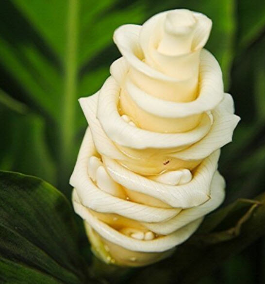 คล้าแฟนซี หรือคล้าไอศครีม (Calathea Warscewiczii) / 50 เม็ด (Vietnam)