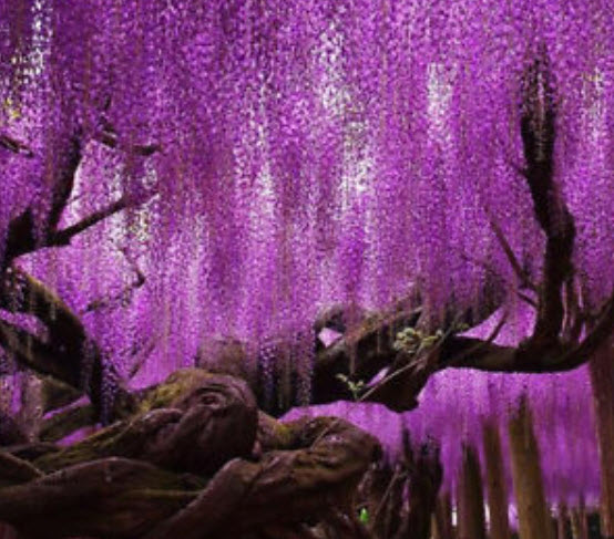 วิสทีเรีย (Wisteria) คละโทนสีม่วง / 10 เม็ด