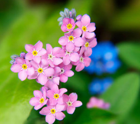 ฟอร์เก็ท มี น็อท (Forget Me Not) คละ / 1,000 เม็ด (UK)*