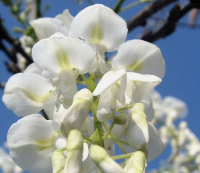 วิสทีเรียญี่ปุ่น วิสทีเรียดอกสีขาว / 5 เม็ด (Malta)