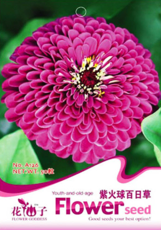 บานชื่นซ้อน (Zinnia double) สีม่วง / ซอง 50 เม็ด (A126)
