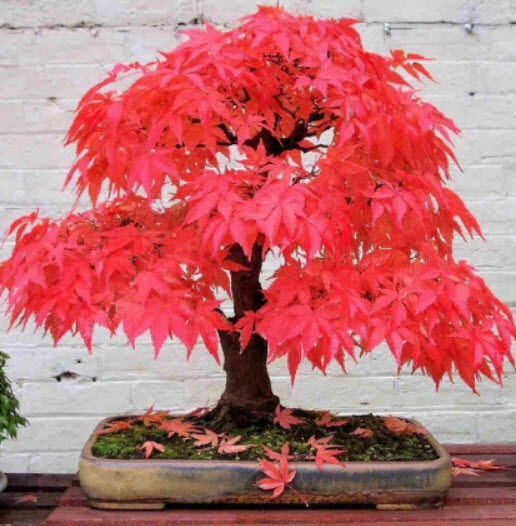 เมเปิ้ลญี่ปุ่น (Japanese Maple) สีแดง / 30 เม็ด