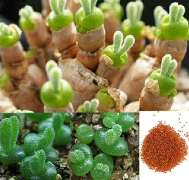 หูกระต่าย สีเขียว / 100 เม็ด